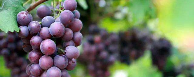 葡萄什麼季節成熟 葡萄成熟的時間是什麼