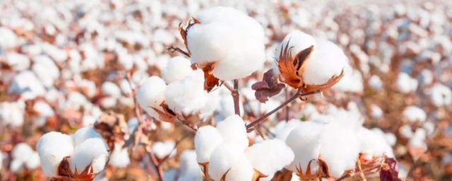長絨棉和全棉什麼區別 如何區別長絨棉和全棉
