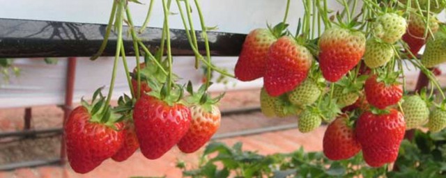 草莓移栽正確方法 什麼時候進行移植呢