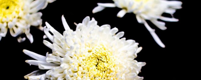 白菊的繁殖方法 白菊的繁殖方法簡述