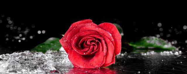 玫瑰花束保濕方法 玫瑰花束如何保鮮