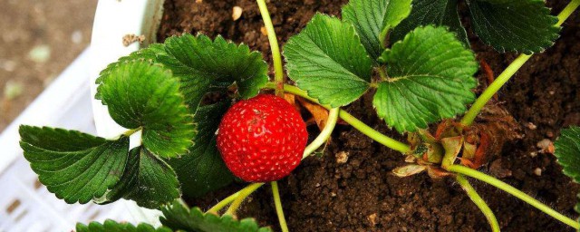 種草莓盆栽技巧 草莓盆栽的種植技巧有哪些