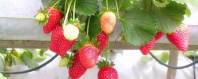 陽臺種草莓土技巧 陽臺種草莓土技巧有哪些