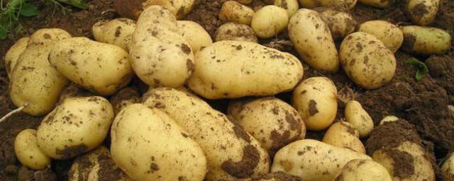土豆種子怎麼種 土豆種子怎麼種教程