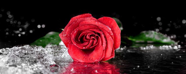 玫瑰花的寓意 是一種愛情花嗎