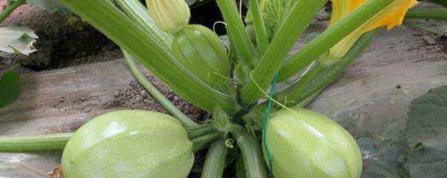 角瓜種植方法和時間 角瓜的種植介紹