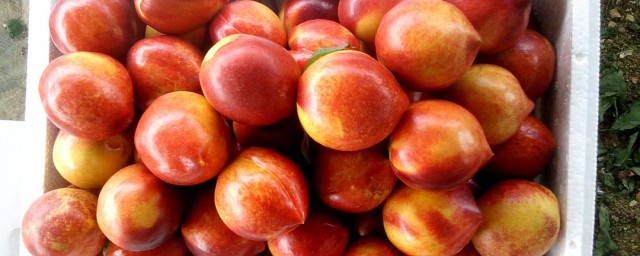 油桃增甜方法 油桃增甜方法有什麼