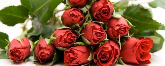 玫瑰花怎麼保存最好 玫瑰花保存方法介紹