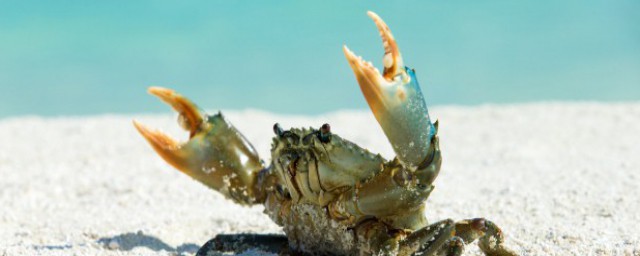怎麼保存螃蟹不會死 保存螃蟹的方法