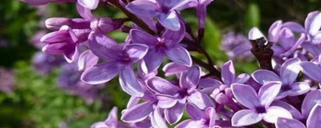 紫丁香修剪方法 怎樣修剪丁香花