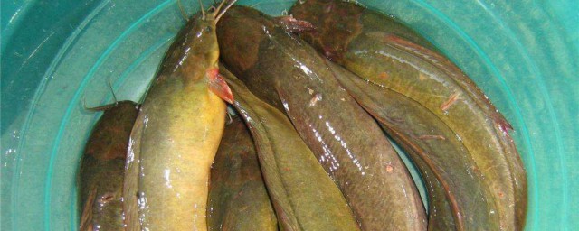 養殖塘角魚方法 塘角魚養殖方法