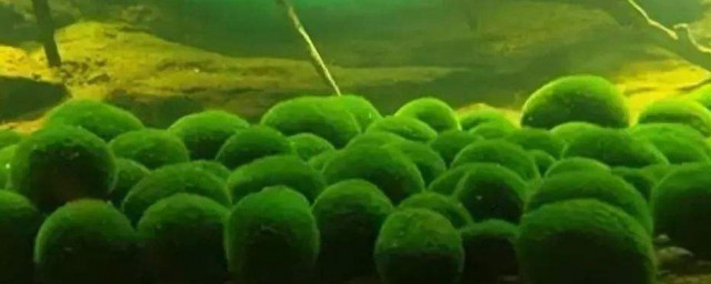 小球藻的養殖方法 小球藻的養殖方法簡述
