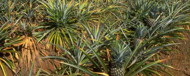 菠蘿種植方法 菠蘿種植方法簡單介紹