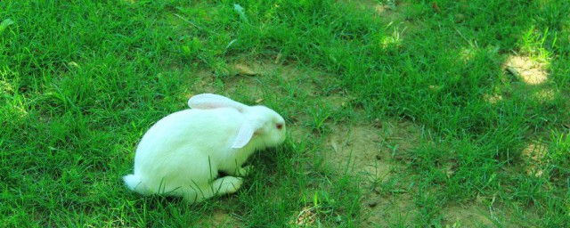 兔子為什麼不吃窩邊草 兔子不吃窩邊草是什麼原因