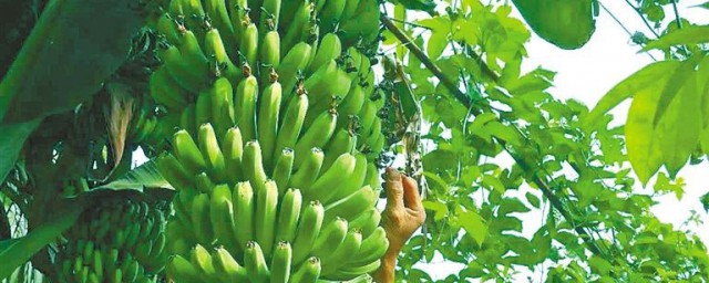 種植香蕉樹的方法 種植香蕉樹的五個方法需要註意