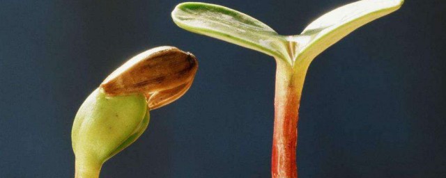 葡萄催芽的方法 可以用溫水泡種子嗎