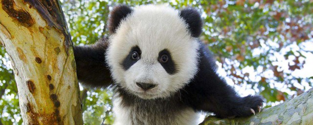 熊貓壽命有多長 熊貓的介紹