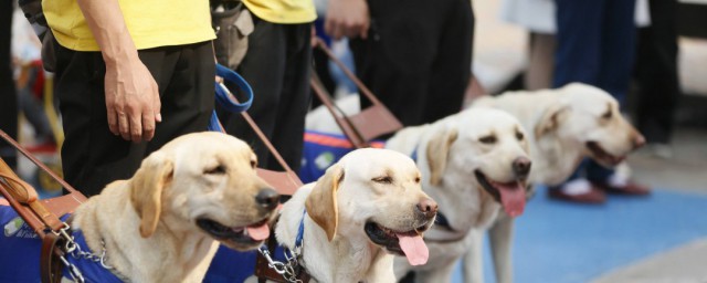 導盲犬的壽命有多長 導盲犬一般能活多少年