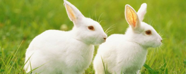 兔子壽命有多長 兔子壽命簡述