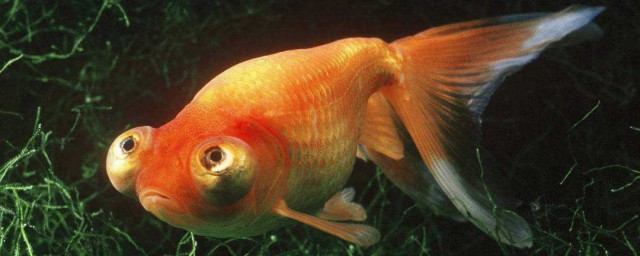 漂亮的金魚是由什麼魚演變而來 怎麼演變過來呢