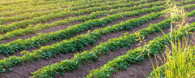 紅薯藤移栽方法 什麼時候種最合適