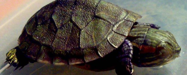 巴西龜怎麼冬眠 巴西龜的冬眠方法