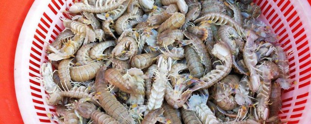 竹節蝦怎麼保存 蝦怎麼保存更鮮美?