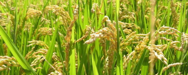 栽培水稻方法 水稻種植技術