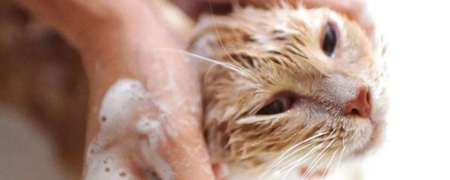 怎麼給貓洗澡 給貓洗澡的方法