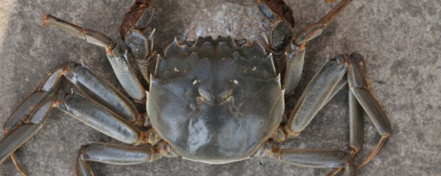 螃蟹吐臟方法 螃蟹如何吐沙