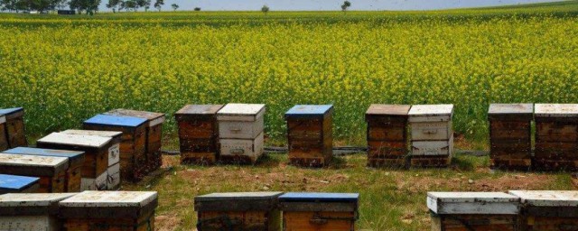 如何做蜜蜂才會認可蜂箱 怎麼才能讓蜜蜂來自己的蜂箱裡