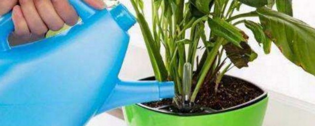 如何正確給花盆裡植物澆水 你真的知道該如何給植物澆水嗎