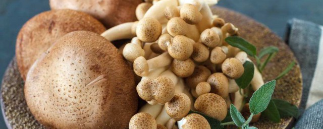 日本蘑菇的做法 日本蘑菇好吃的做法與步驟