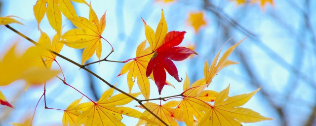 形容秋天景色的句子 這樣描寫太美瞭