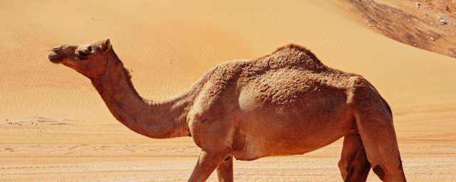 沙漠駱駝的駝峰是用來出儲存什麼的 沙漠駱駝的駝峰是用來儲存脂肪