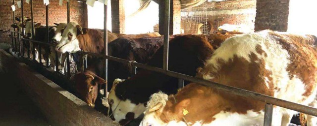 牛棚隔熱怎麼做 牛棚隔熱做的方法