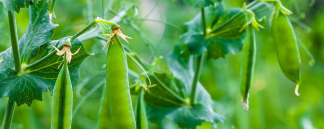 豌豆養殖方法 應該如何施肥