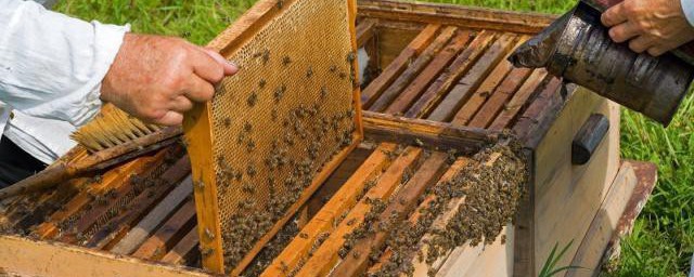 蜜蜂最簡單合群方法 需要做什麼工作呢