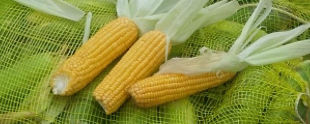水果玉米栽種方法 水果玉米如何栽種