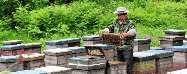 格子養蜂的方法 中蜂格子箱養殖新方法