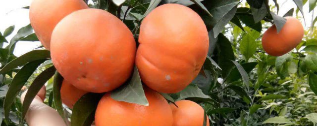 柑桔扦插方法 柑桔扦插方法是什麼