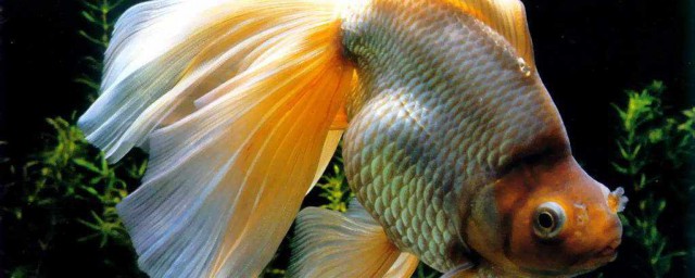 繁殖金魚方法 金魚繁殖方法