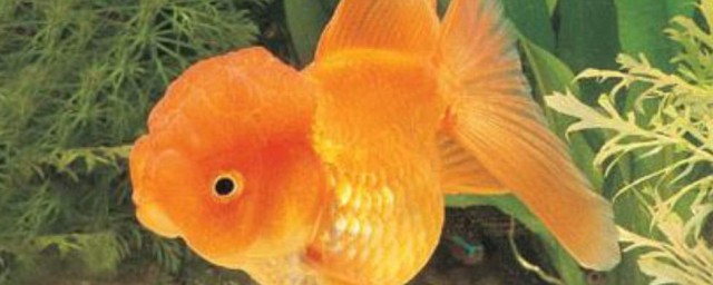 金魚吃什麼食物 金魚吃哪些食物