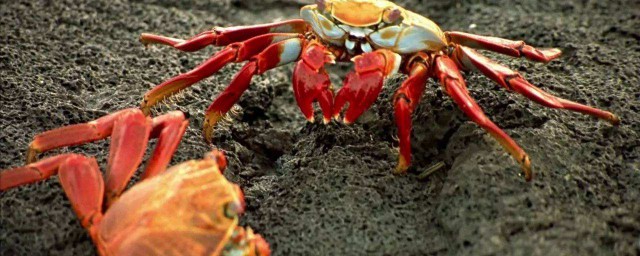 夢見螃蟹是什麼意思 夢見螃蟹是什麼預兆