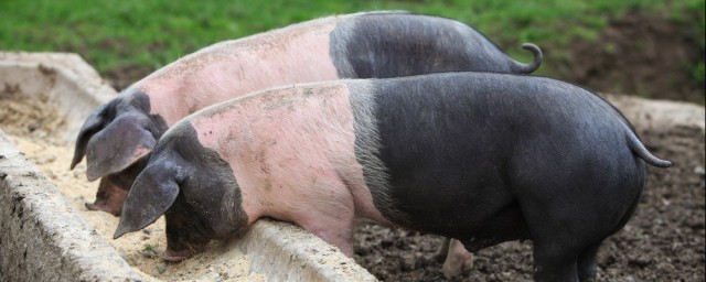豬後期育肥技巧 這五個技巧讓豬快速育肥