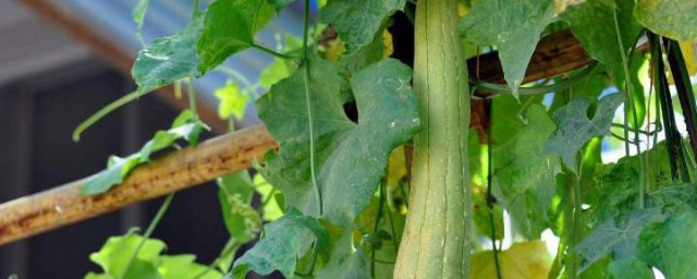 栽種絲瓜的步驟 絲瓜的種植方法和註意事項