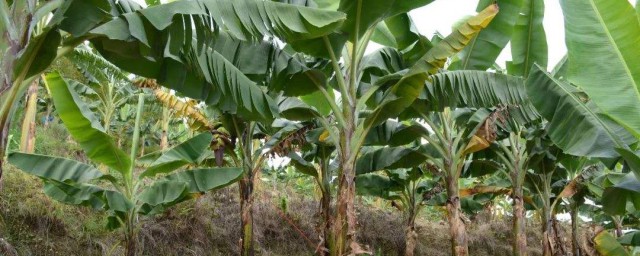 芭蕉蓮種植方法 芭蕉蓮種植方法是什麼