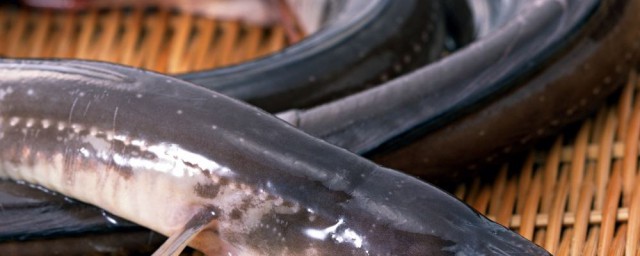 白海鰻做法 海鰻魚怎麼做好吃