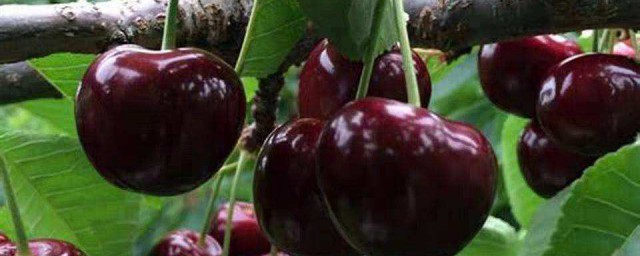 黑櫻桃種植方法 黑櫻桃種植方法是什麼