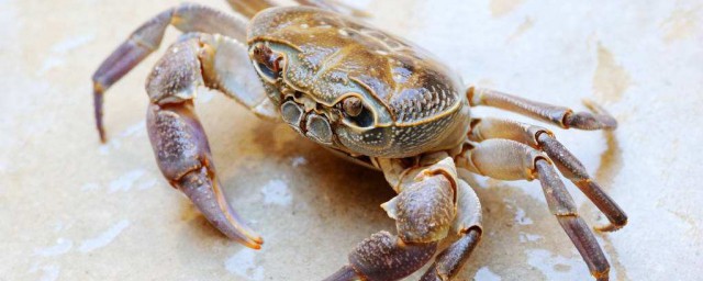 鹽水河蟹做法 煮河蟹的方法